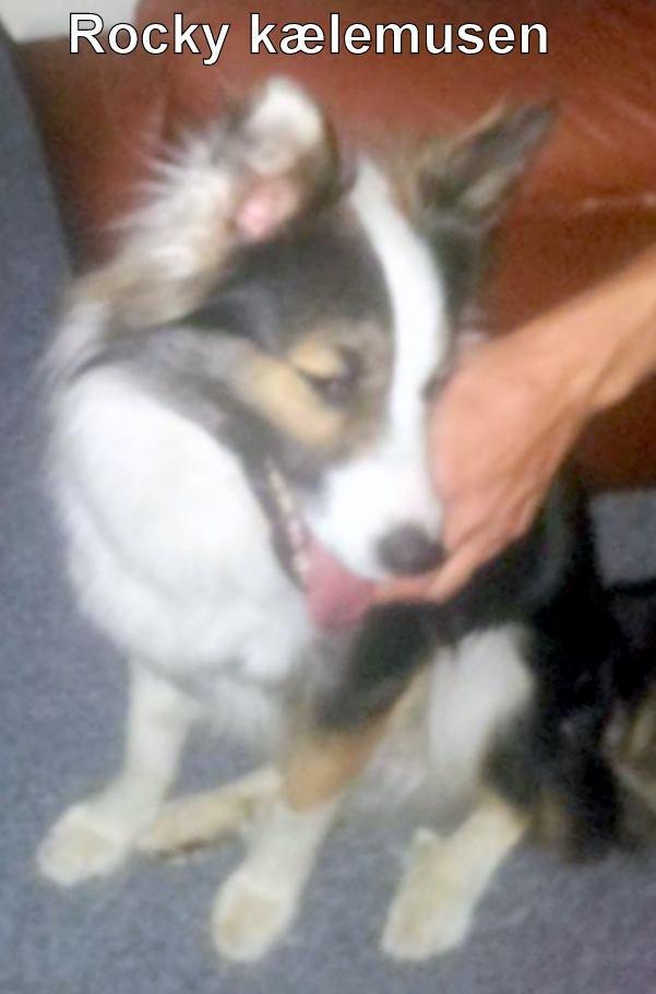 Islandsk fårehund Lucky(tidligere Rocky) - Kælepotten <3 billede 1