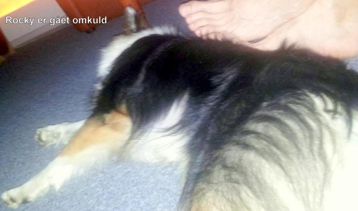 Islandsk fårehund Lucky(tidligere Rocky) - Så gik han omkuld den skønne dreng <3 billede 5