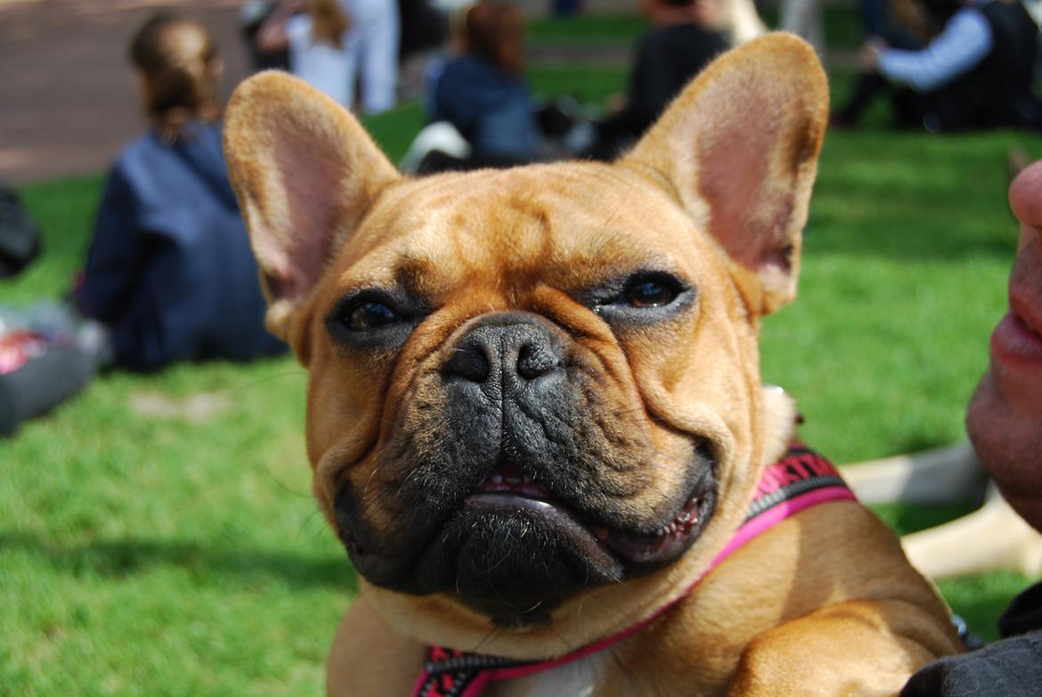 Fransk bulldog Carla billede 2