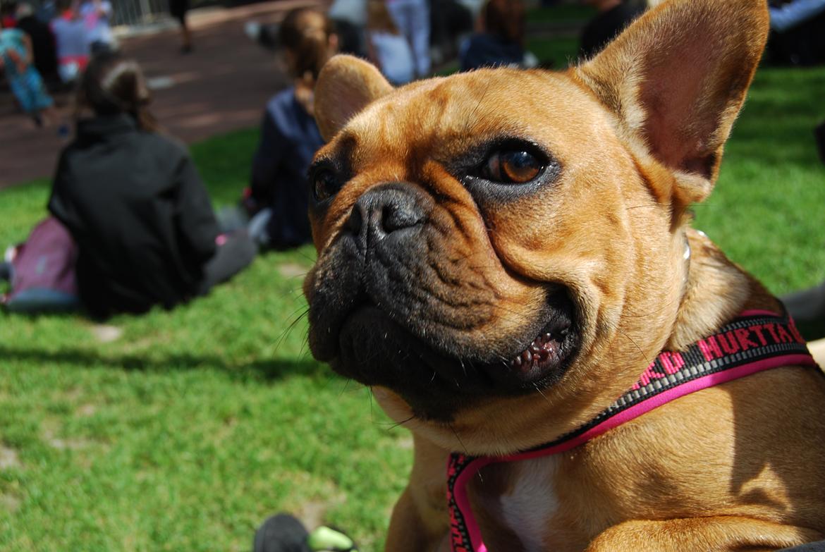 Fransk bulldog Carla billede 3