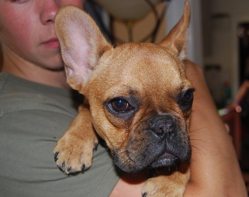 Fransk bulldog Carla billede 5