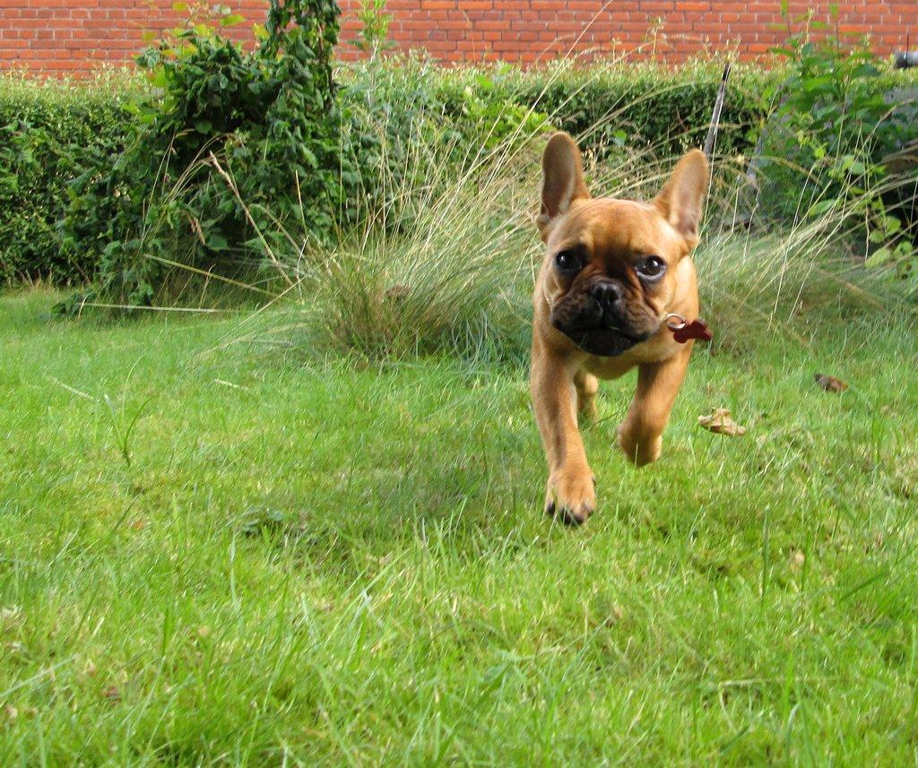 Fransk bulldog Carla billede 6