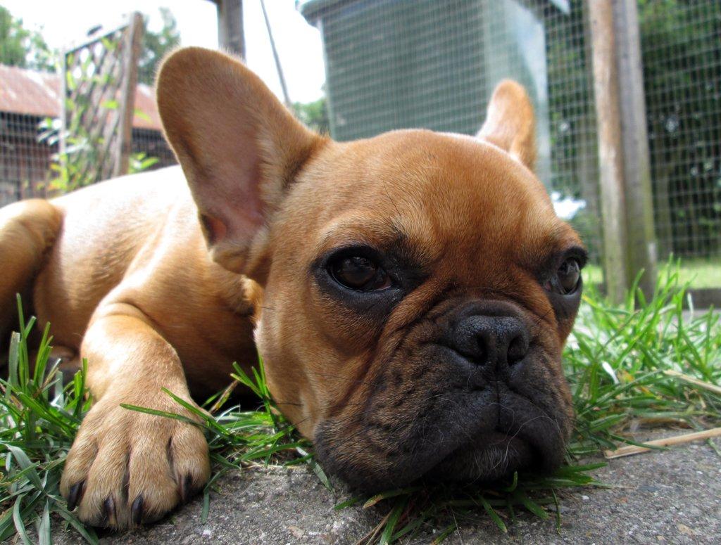 Fransk bulldog Carla billede 7