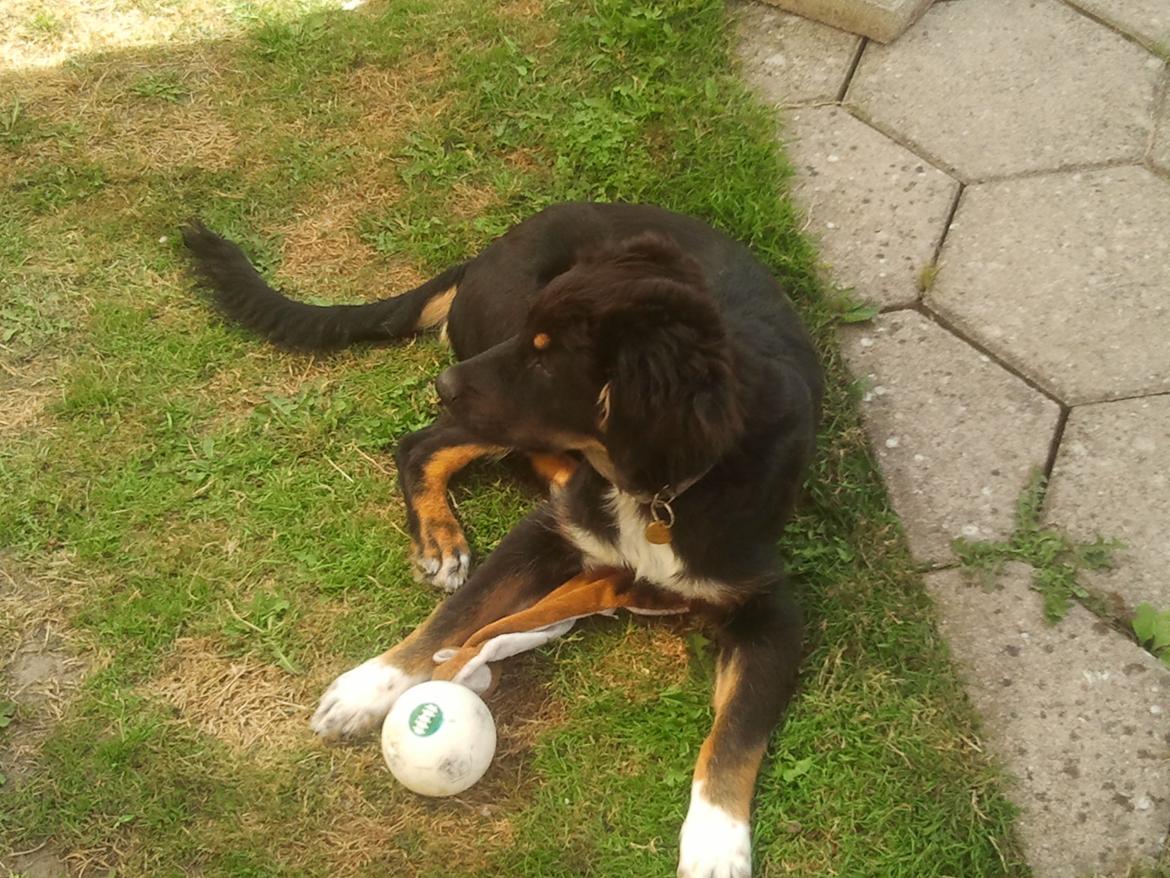 Berner sennenhund Bamse billede 1