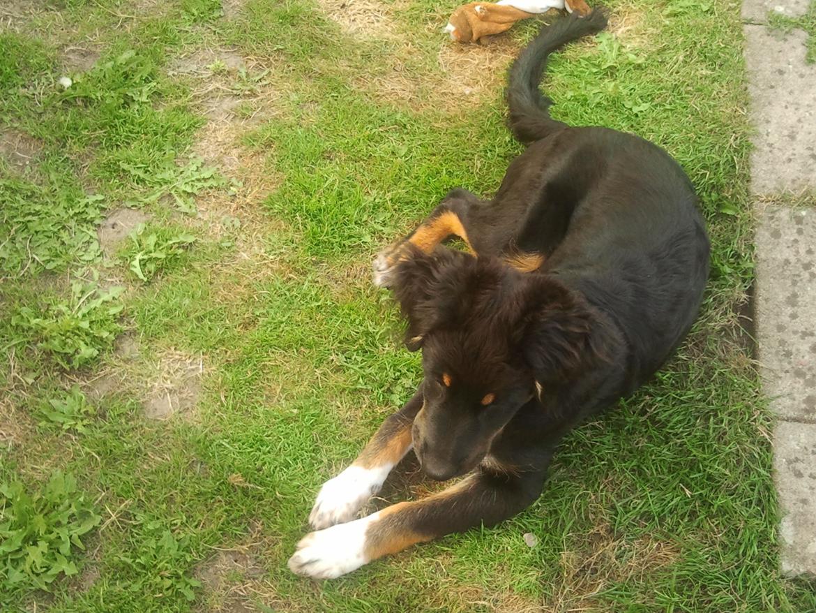 Berner sennenhund Bamse billede 2