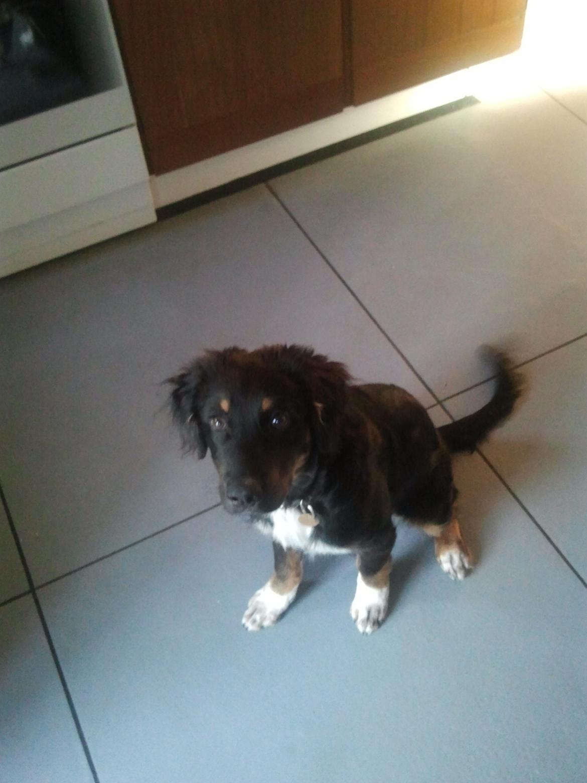 Berner sennenhund Bamse billede 3