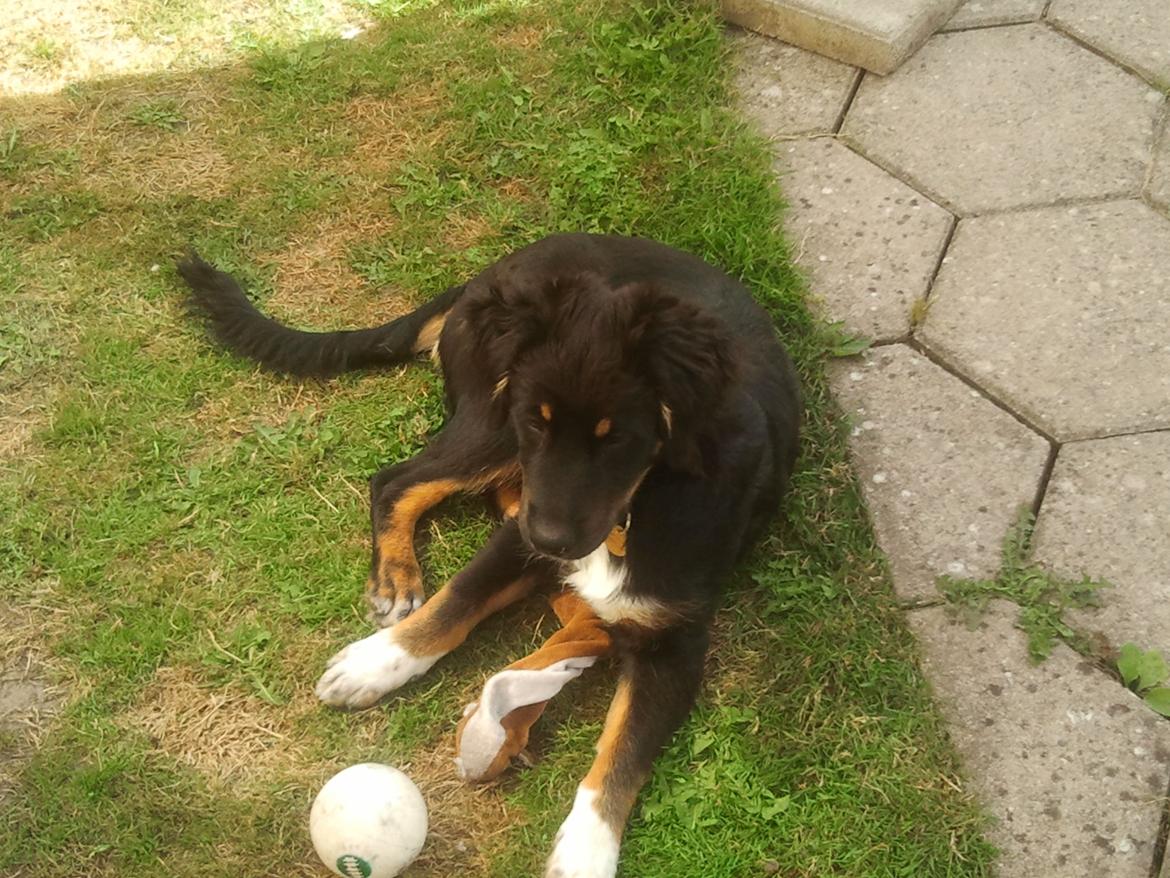 Berner sennenhund Bamse billede 4