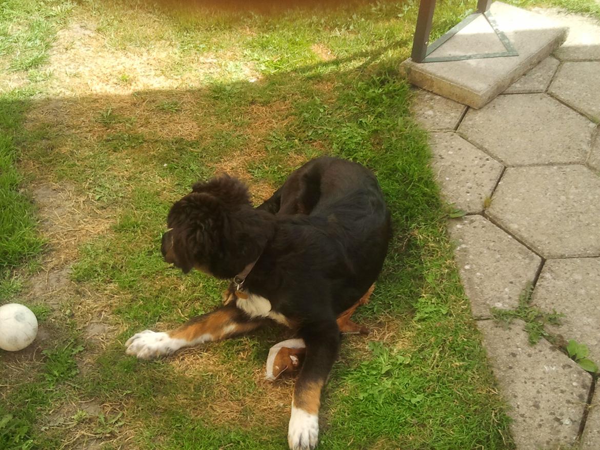 Berner sennenhund Bamse billede 5