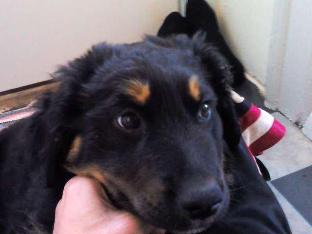 Berner sennenhund Bamse billede 6