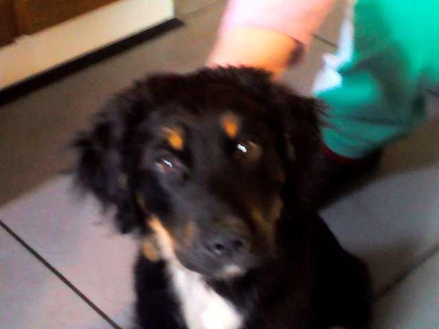 Berner sennenhund Bamse billede 7