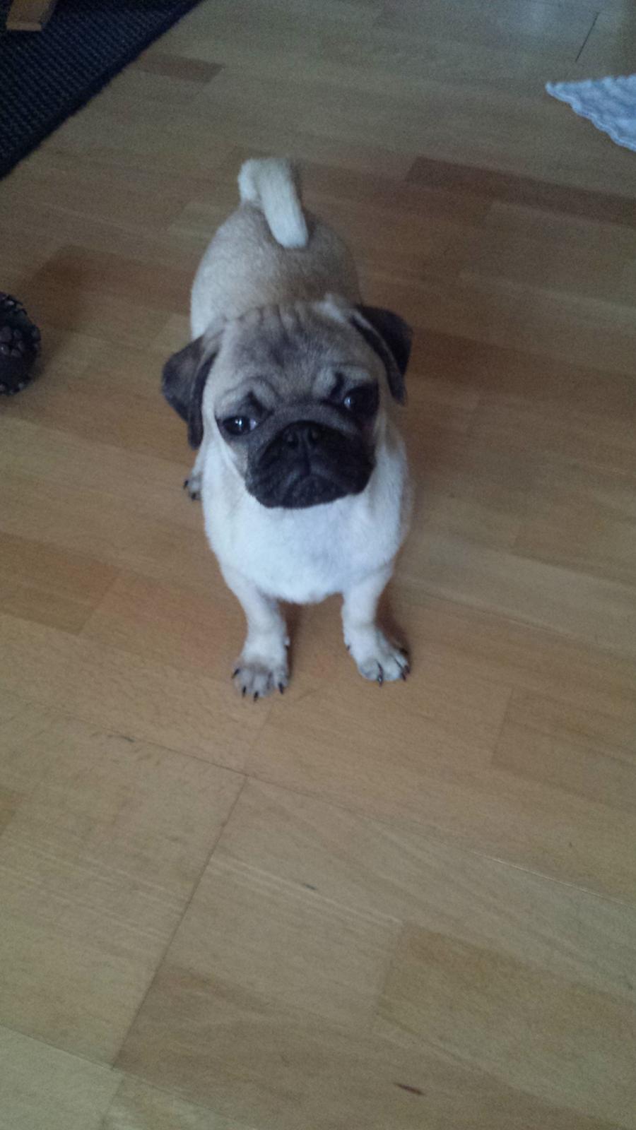 Mops Bella billede 1
