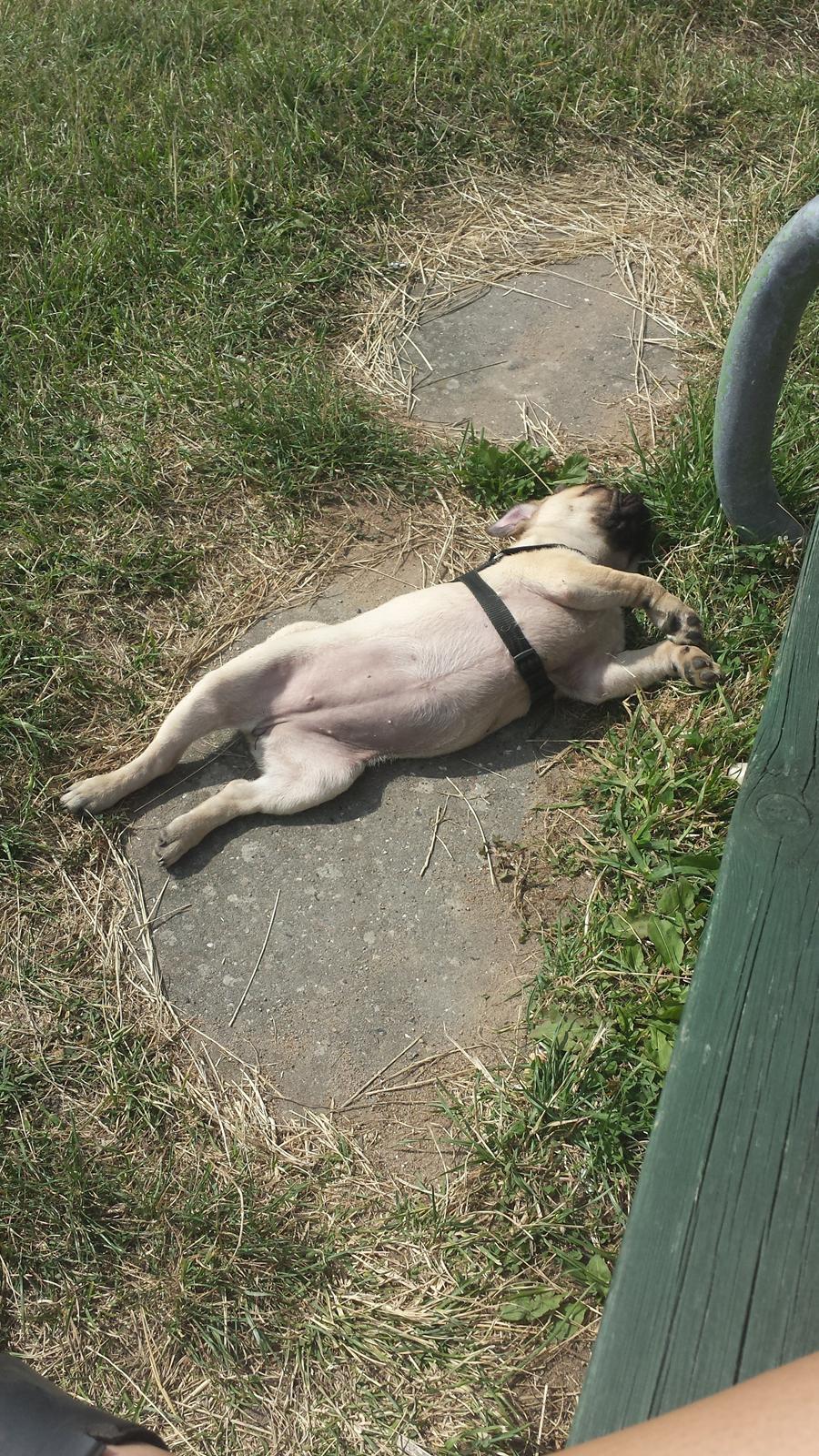 Mops Bella billede 2