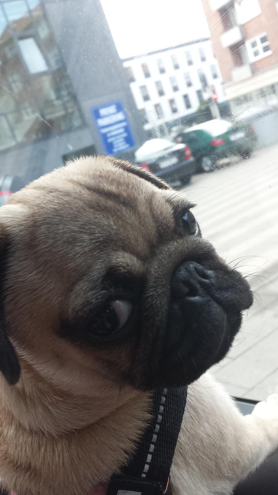 Mops Bella billede 3