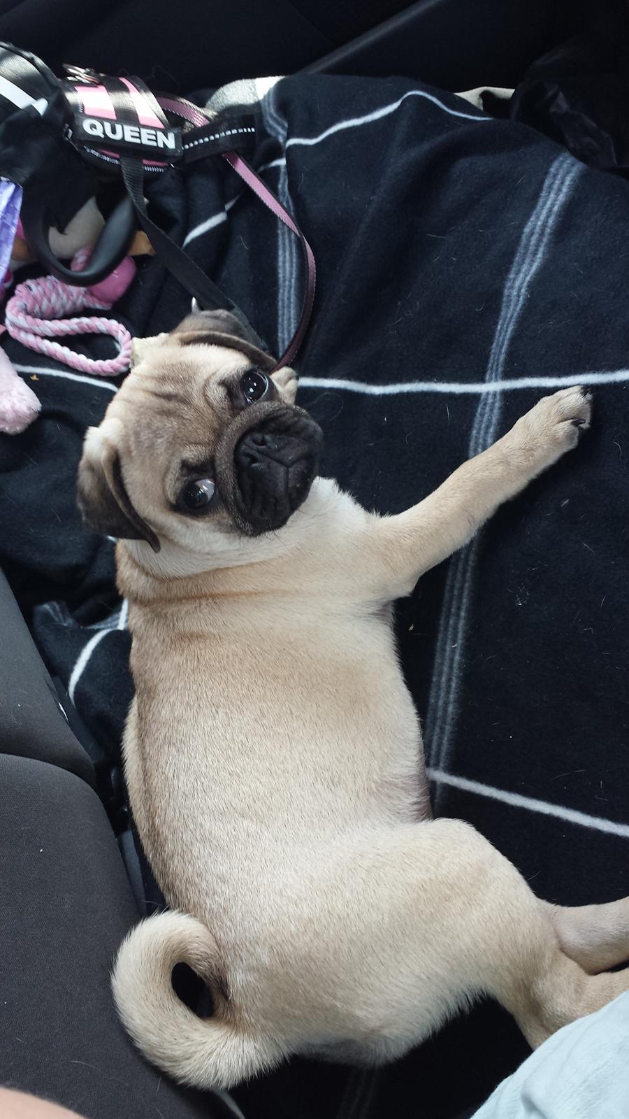 Mops Bella billede 4