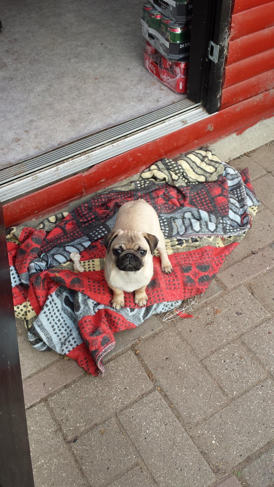 Mops Bella billede 5