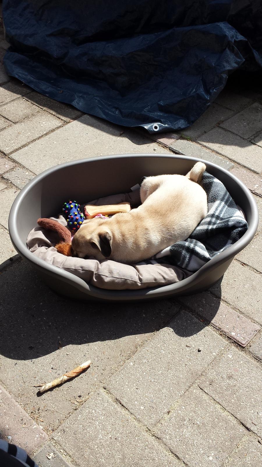 Mops Bella billede 6