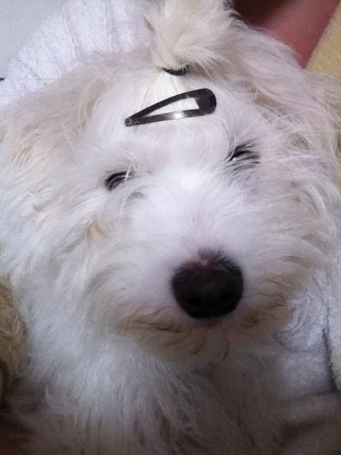 Coton de tulear Pilgaards Coton Ludvig ``Den Blå´´ - Hvorfor skal jeg se sådan ud? :( billede 10