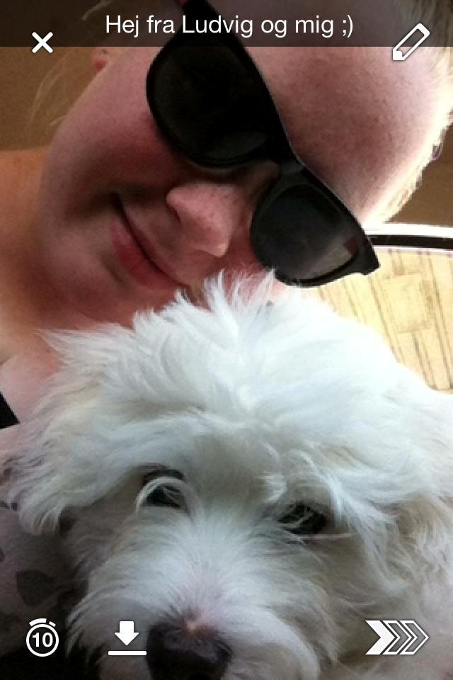 Coton de tulear Pilgaards Coton Ludvig ``Den Blå´´ - Hej fra os :D billede 11