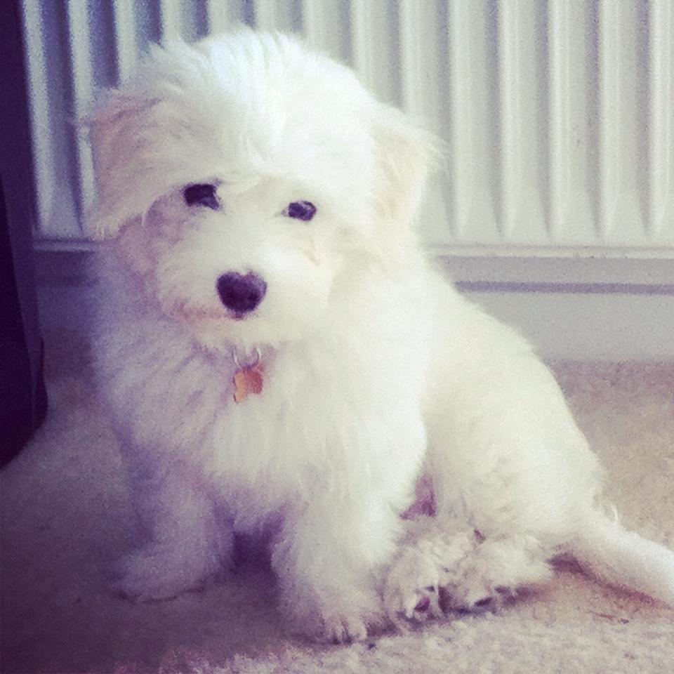 Coton de tulear Pilgaards Coton Ludvig ``Den Blå´´ - Velkommen til min profil. Vov, er jeg ikke bare kær? <3 billede 1