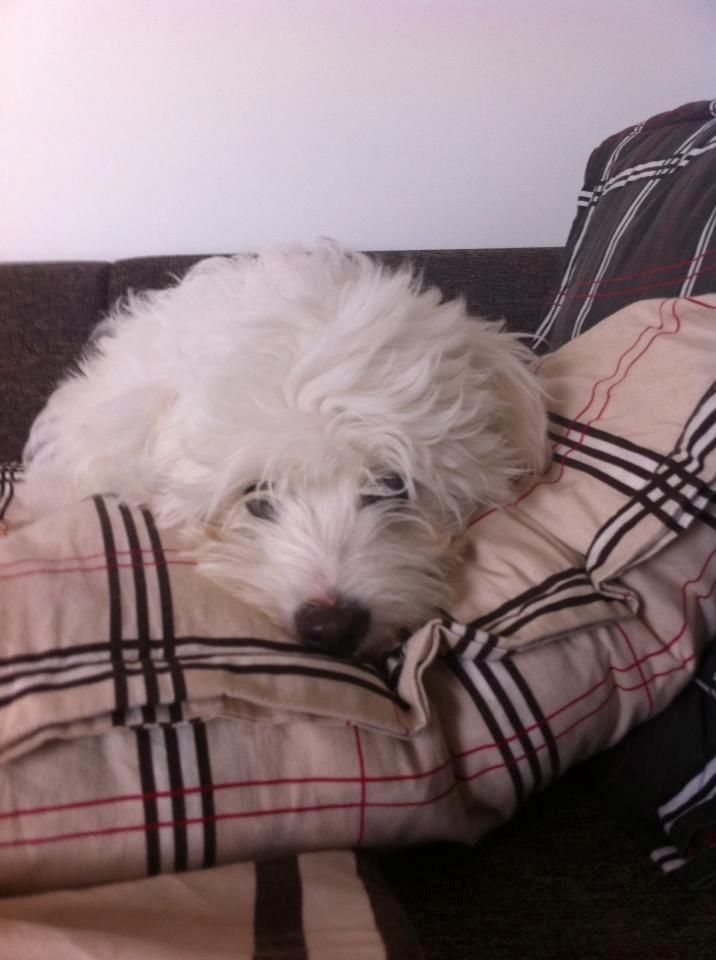 Coton de tulear Pilgaards Coton Ludvig ``Den Blå´´ - Tror du selv jeg gider?  billede 13