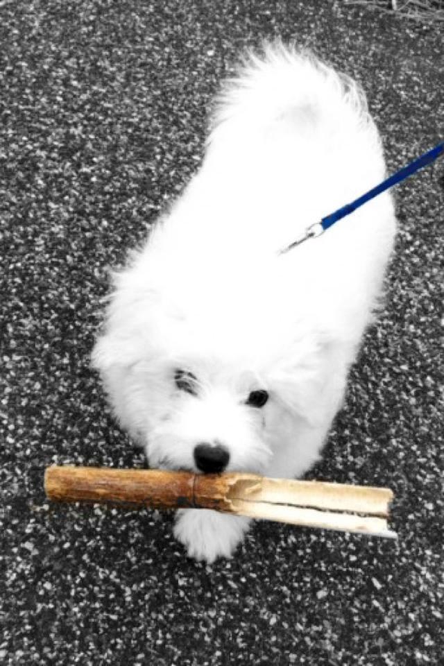 Coton de tulear Pilgaards Coton Ludvig ``Den Blå´´ - Se lige min flotte pen :) billede 14