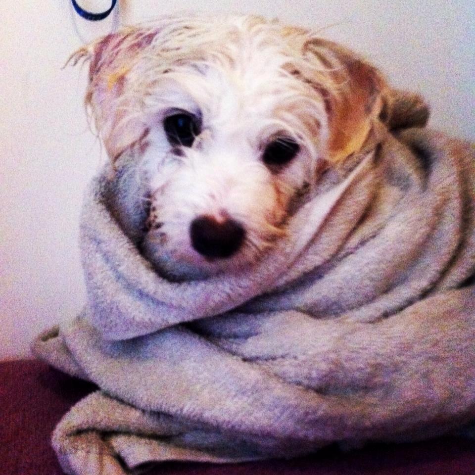 Coton de tulear Pilgaards Coton Ludvig ``Den Blå´´ - Sikke et dejligt bad :) <3 billede 15
