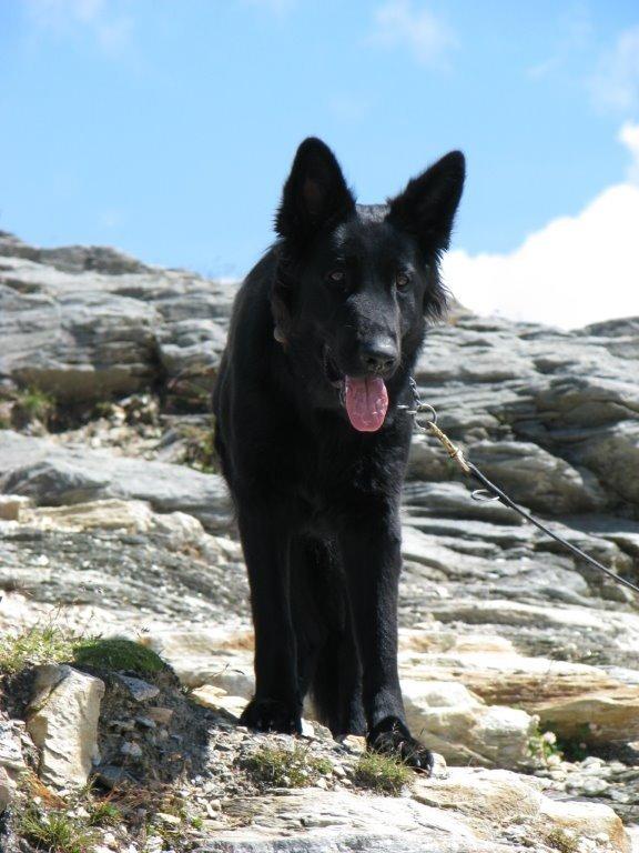 Schæferhund Tessa billede 17