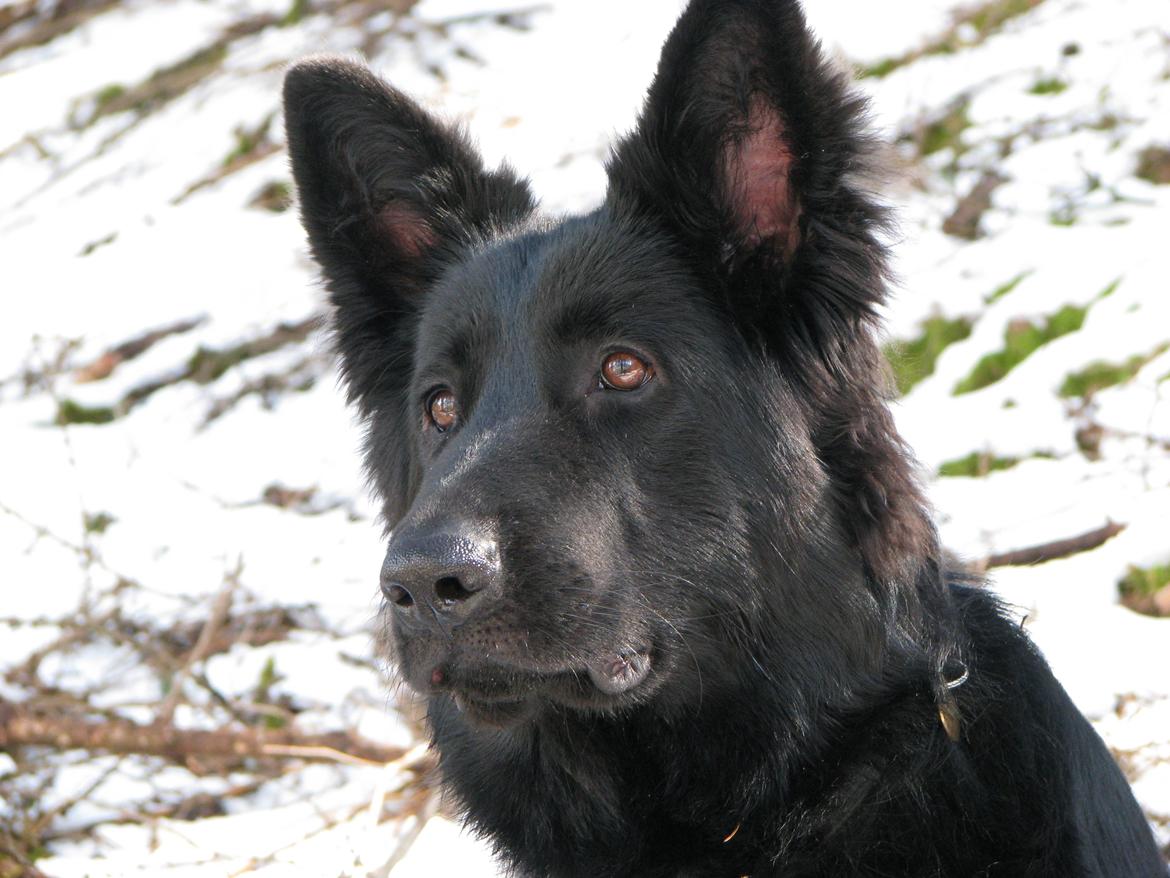 Schæferhund Tessa billede 18