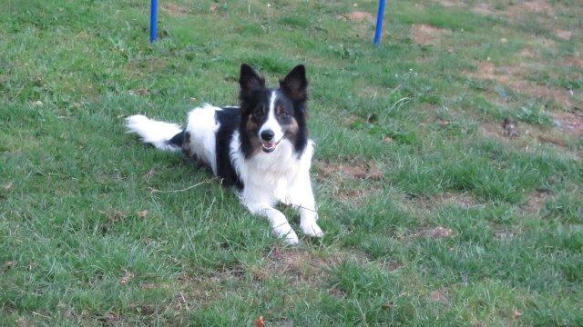 Blanding af racer Fritz billede 1