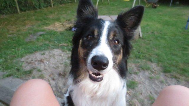 Blanding af racer Fritz billede 2