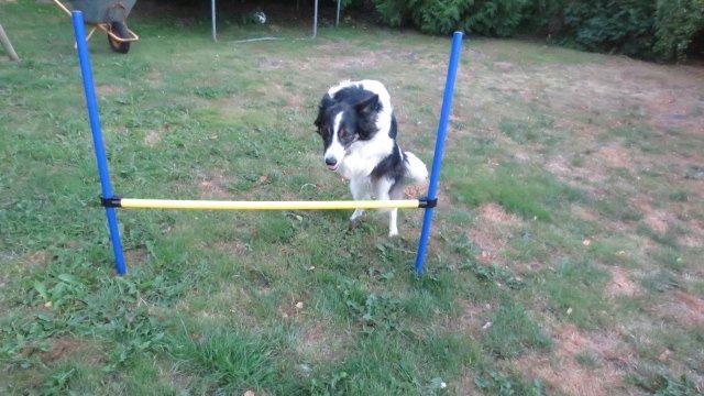 Blanding af racer Fritz billede 3