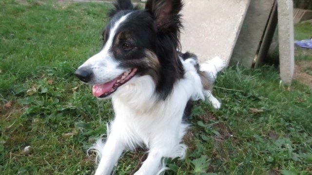 Blanding af racer Fritz billede 4