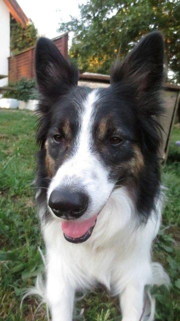 Blanding af racer Fritz billede 5