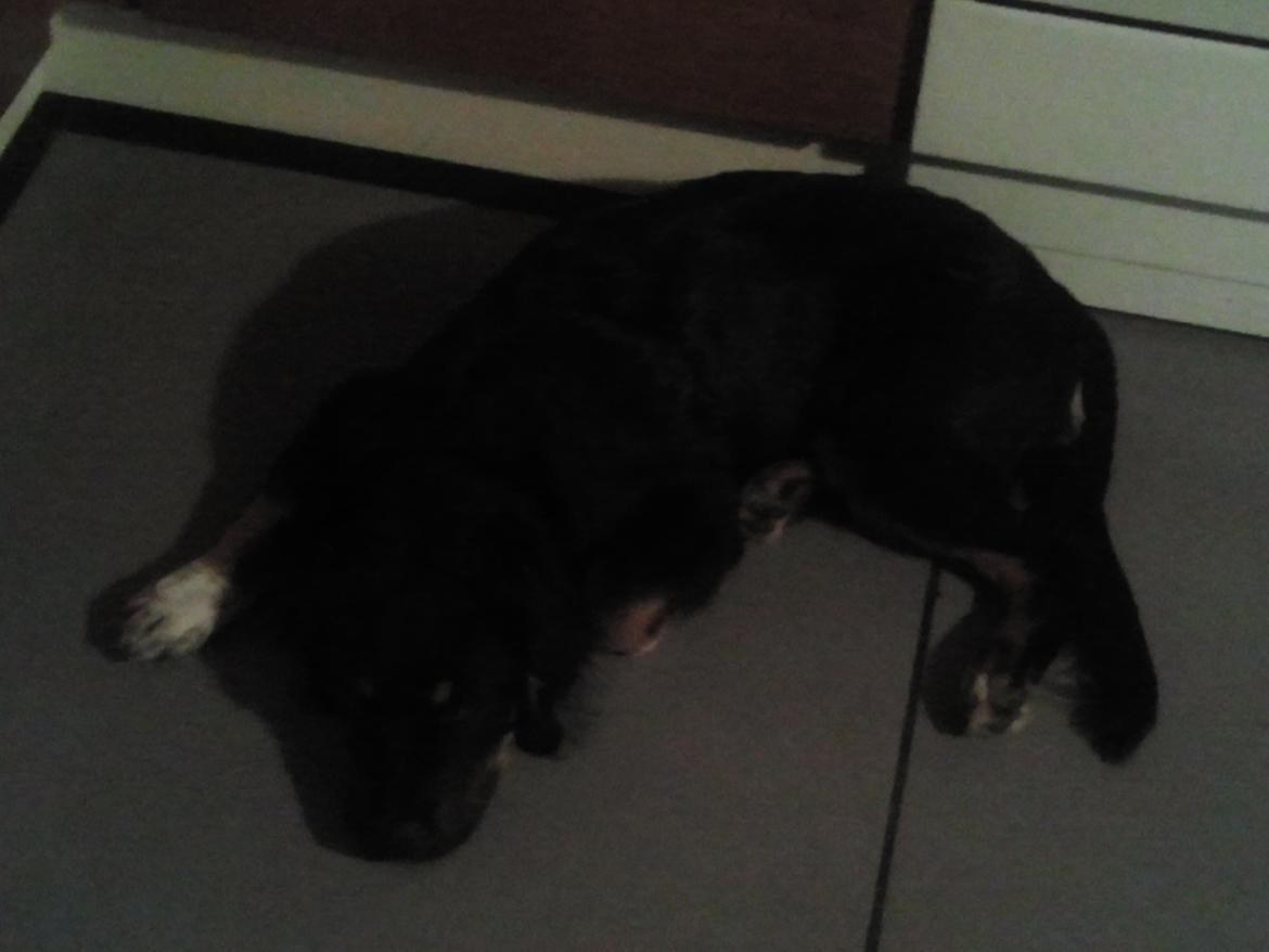 Berner sennenhund Bamse billede 8