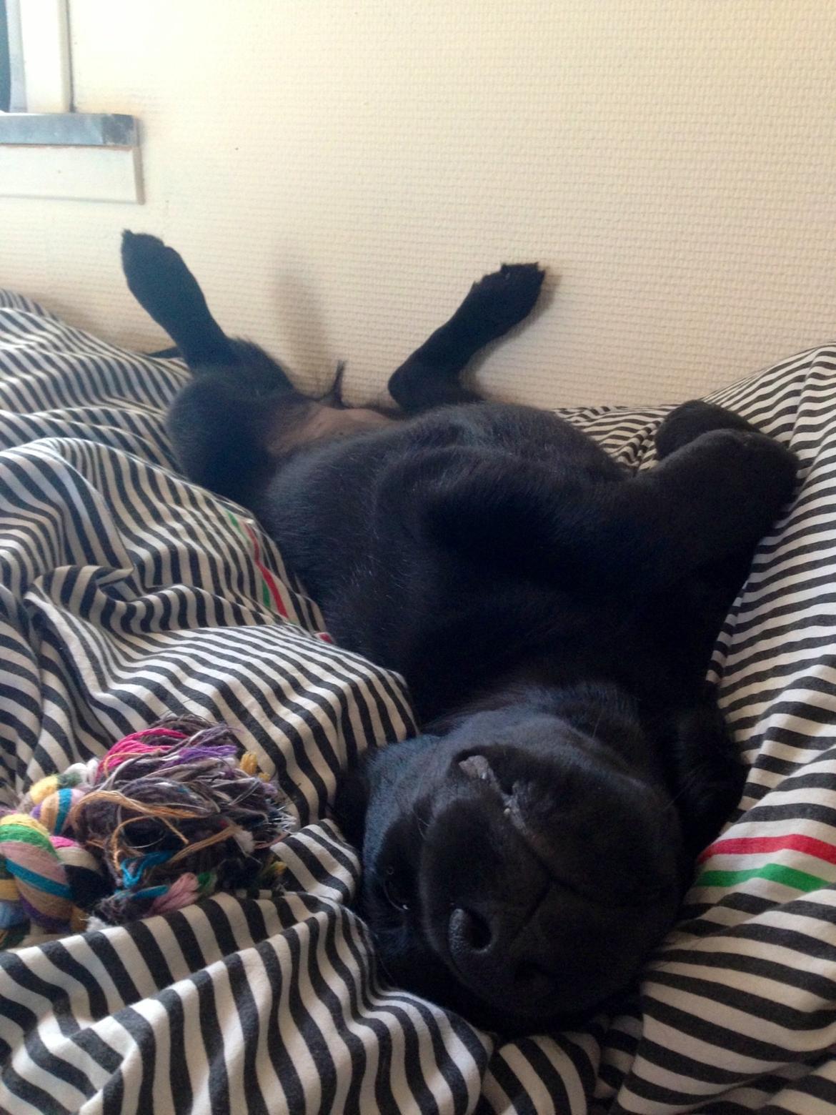 Blanding af racer Sia billede 21