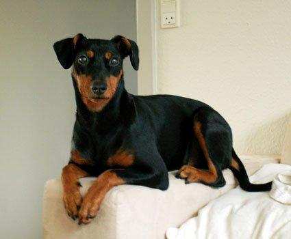 Tysk pinscher Jessie - Putter på armlænet billede 1