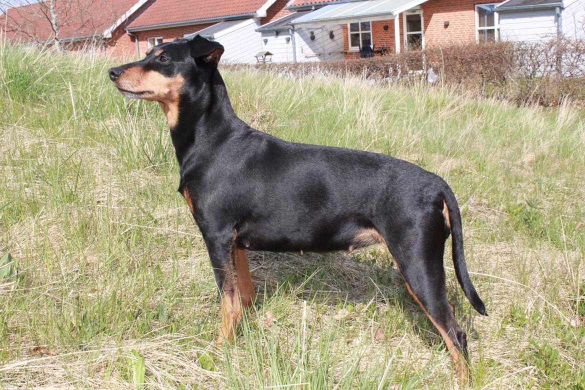 Tysk pinscher Jessie - Her er hun faktisk gravid - det ses bare ikke endnu billede 2