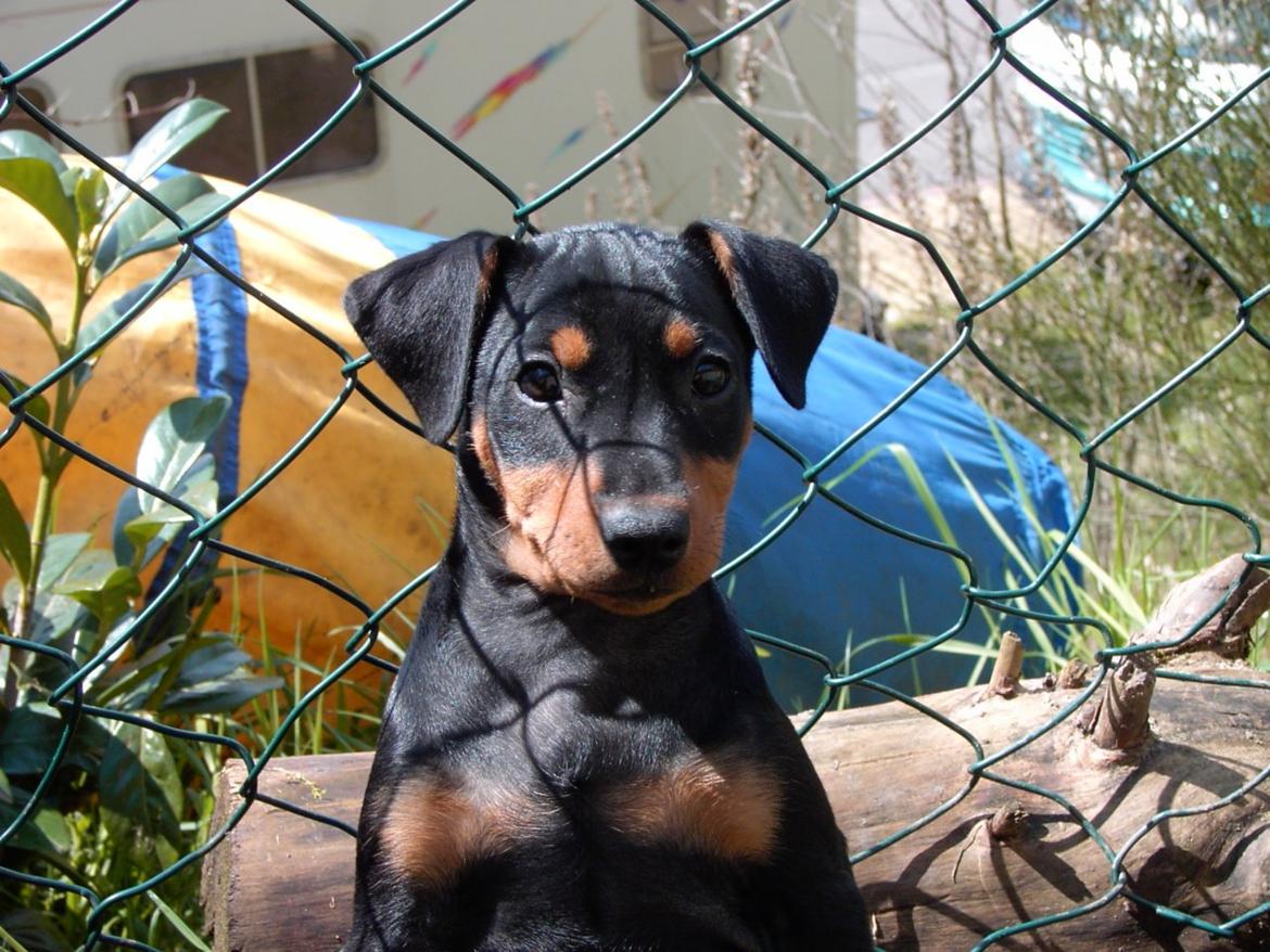 Tysk pinscher Jessie - Ca 7 uger gammel billede 3