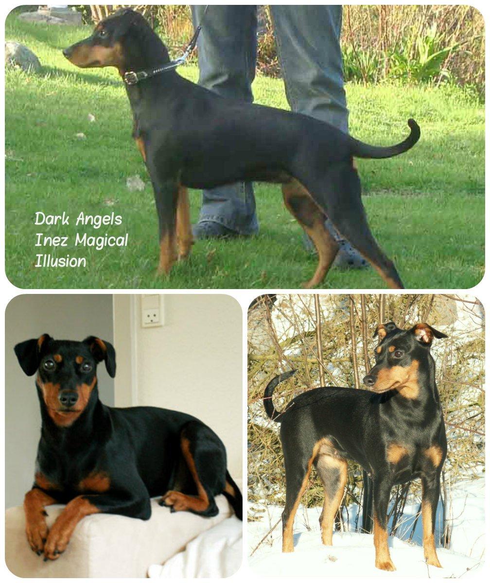 Tysk pinscher Jessie billede 4