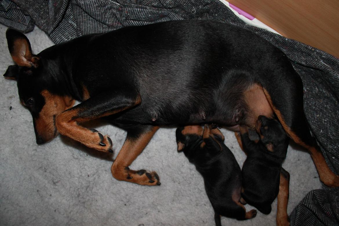 Tysk pinscher Jessie - Jessie med sit 1. kuld hvalpe billede 5