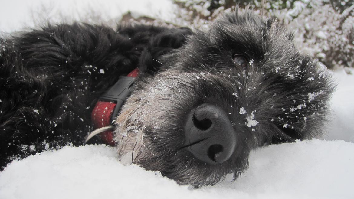 Blanding af racer Snuffe - Dejlige hund i sneen <3 Foto: mig billede 3