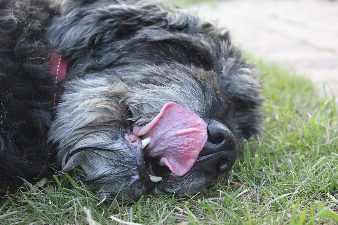 Blanding af racer Snuffe - Skøre hund slikker sig om munden<3 Foto: mig billede 12
