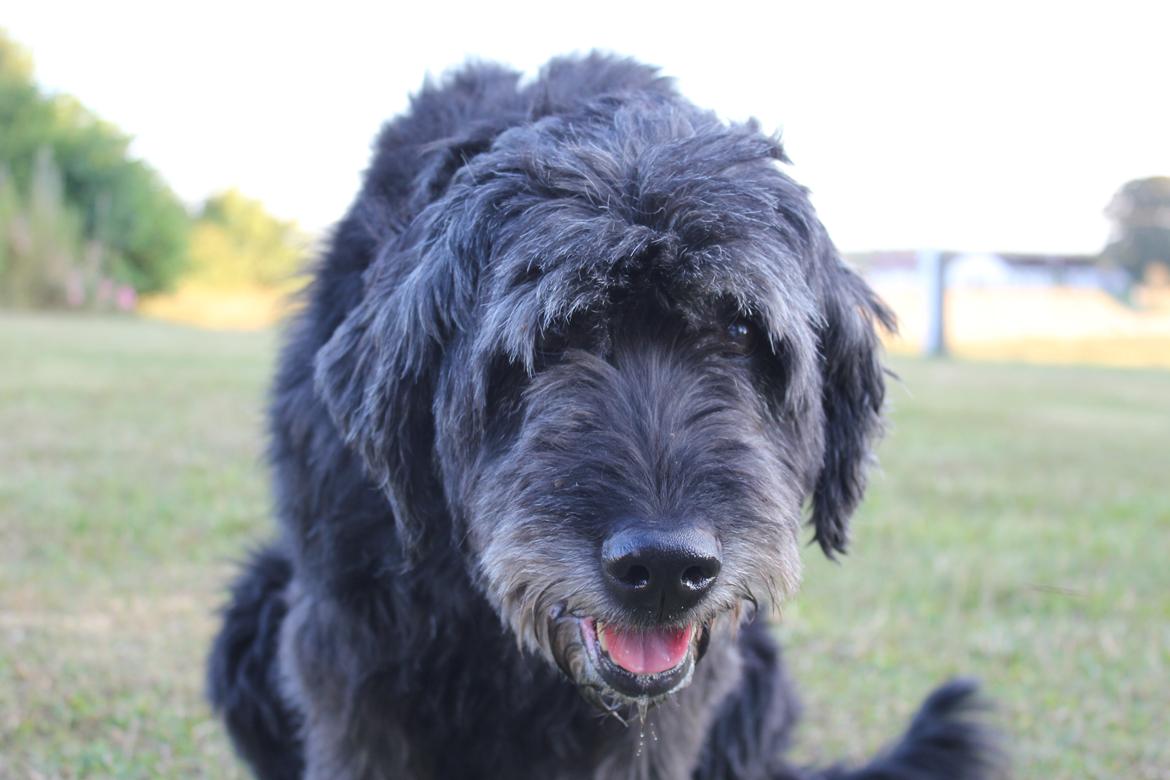 Blanding af racer Snuffe - Søde lille hund. Foto: mig billede 7