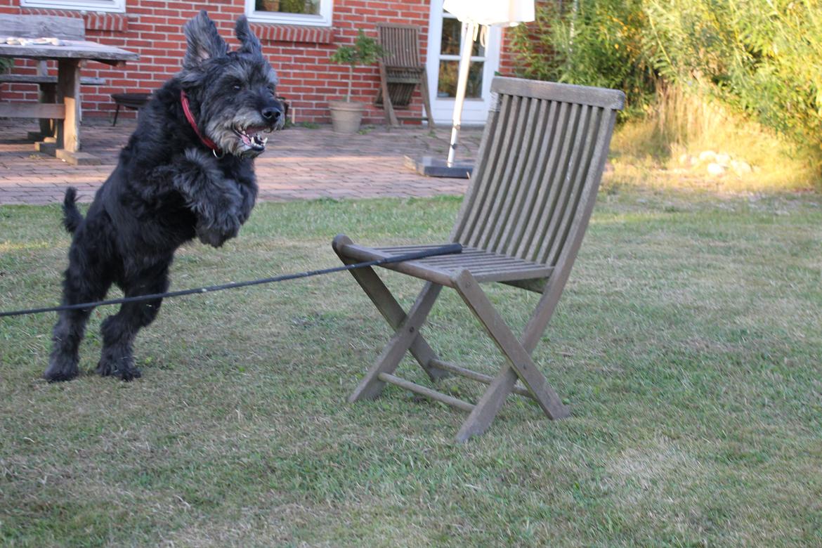 Blanding af racer Snuffe - Lille hophund flyver over springene! 
Foto: mig billede 4