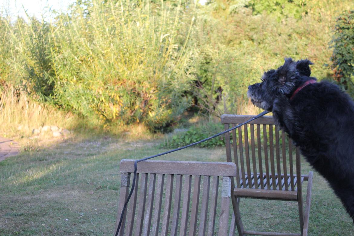 Blanding af racer Snuffe - Seje hund springer over sin egen højde, 115 cm, med forbenene godt oppe under sig! :D Foto: mig billede 13
