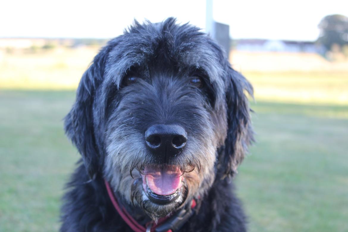 Blanding af racer Snuffe - Søde bamsehund<3 Foto: mig billede 16