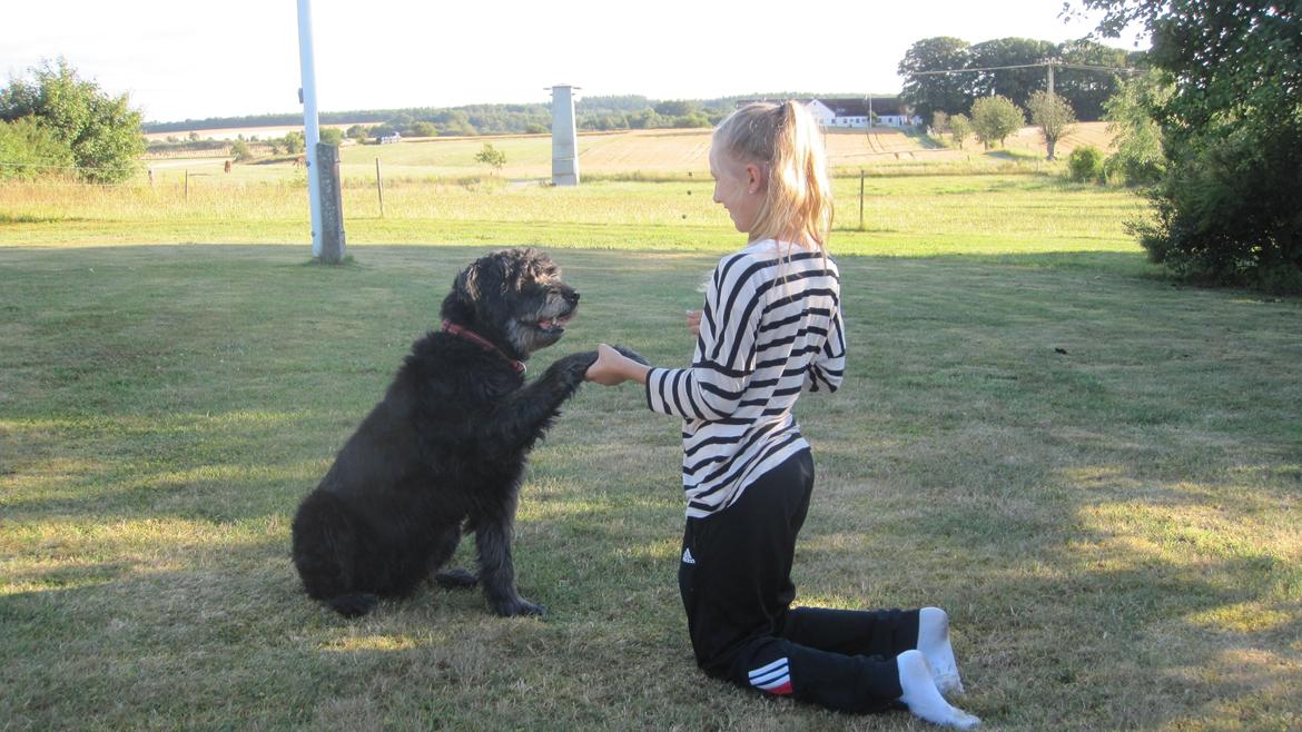 Blanding af racer Snuffe - Snuffe giver pote. Foto: lillesøster billede 14