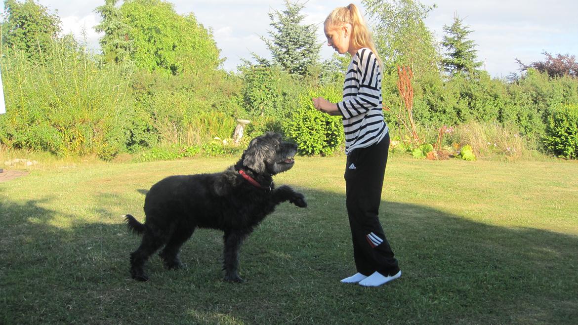 Blanding af racer Snuffe - Spanske skridt! Foto: lillesøster billede 15