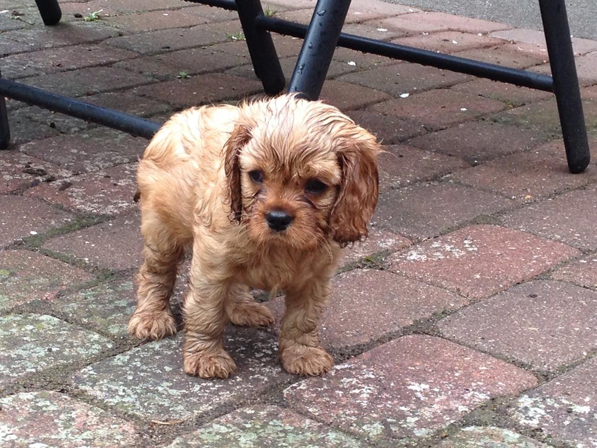 Cavalier king charles spaniel Cavakikki's After Eight (Abbie) billede 1