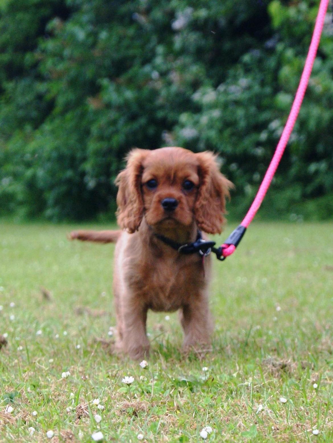 Cavalier king charles spaniel Cavakikki's After Eight (Abbie) billede 2